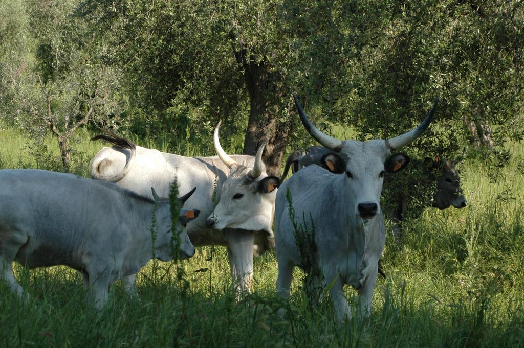 Agriturismo Bio Le Macchie Alte 만시아노 외부 사진